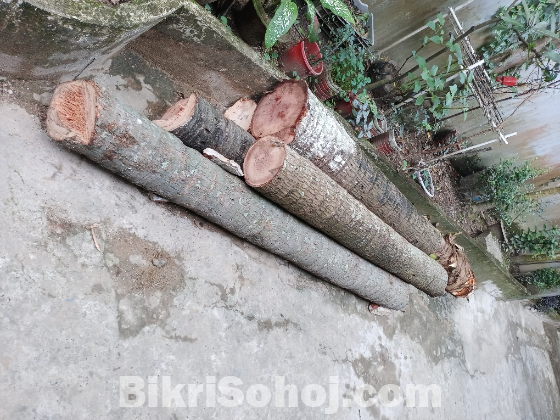 নারকেল গাছ